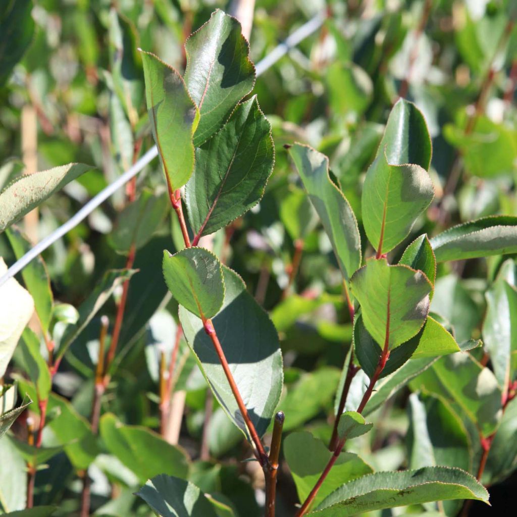 Aronia melanocarpa Autumn Magic NOBLE®