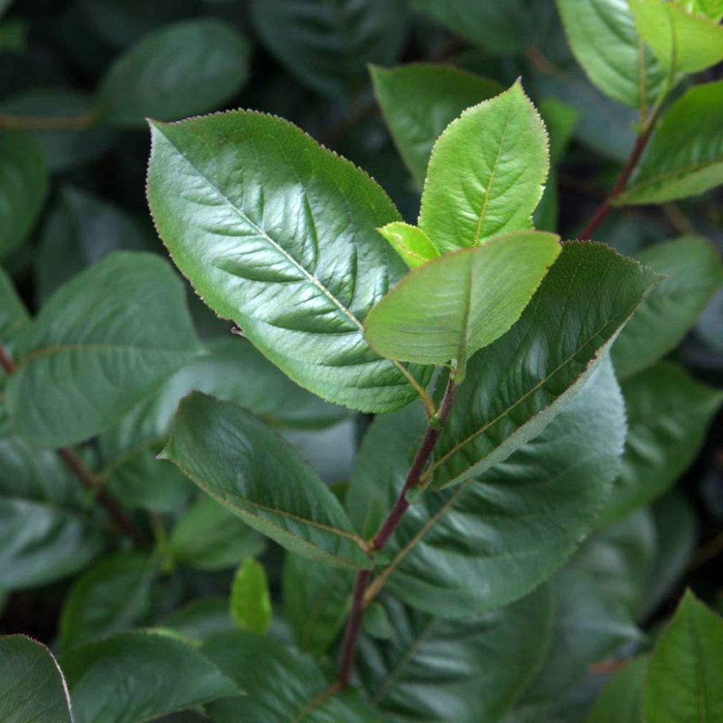 Aronia prunifolia Aron - Aronie