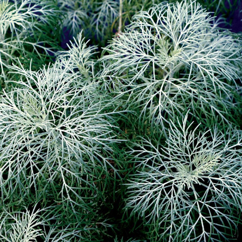 Artemisia mauiensis Makana Silver - Armoise de Mauï