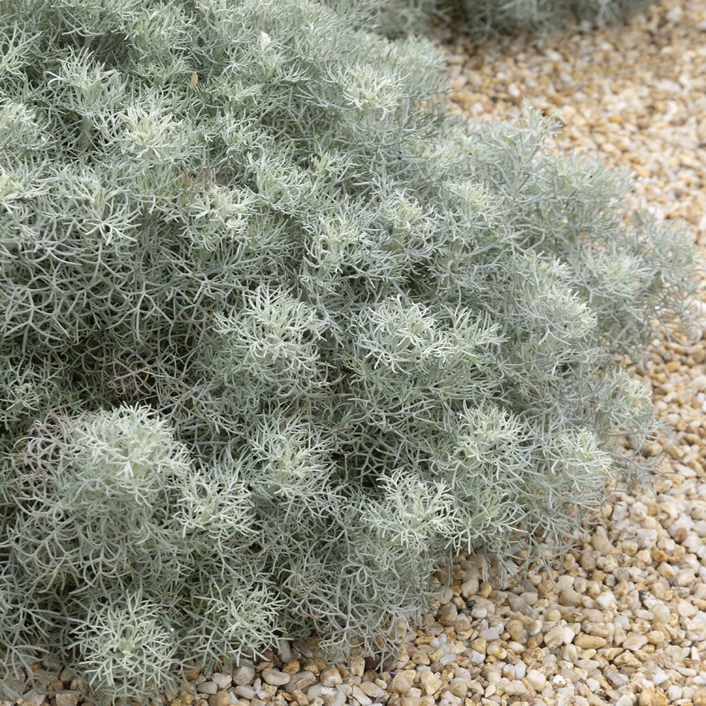 Artemisia alba Canescens - Armoise argentée