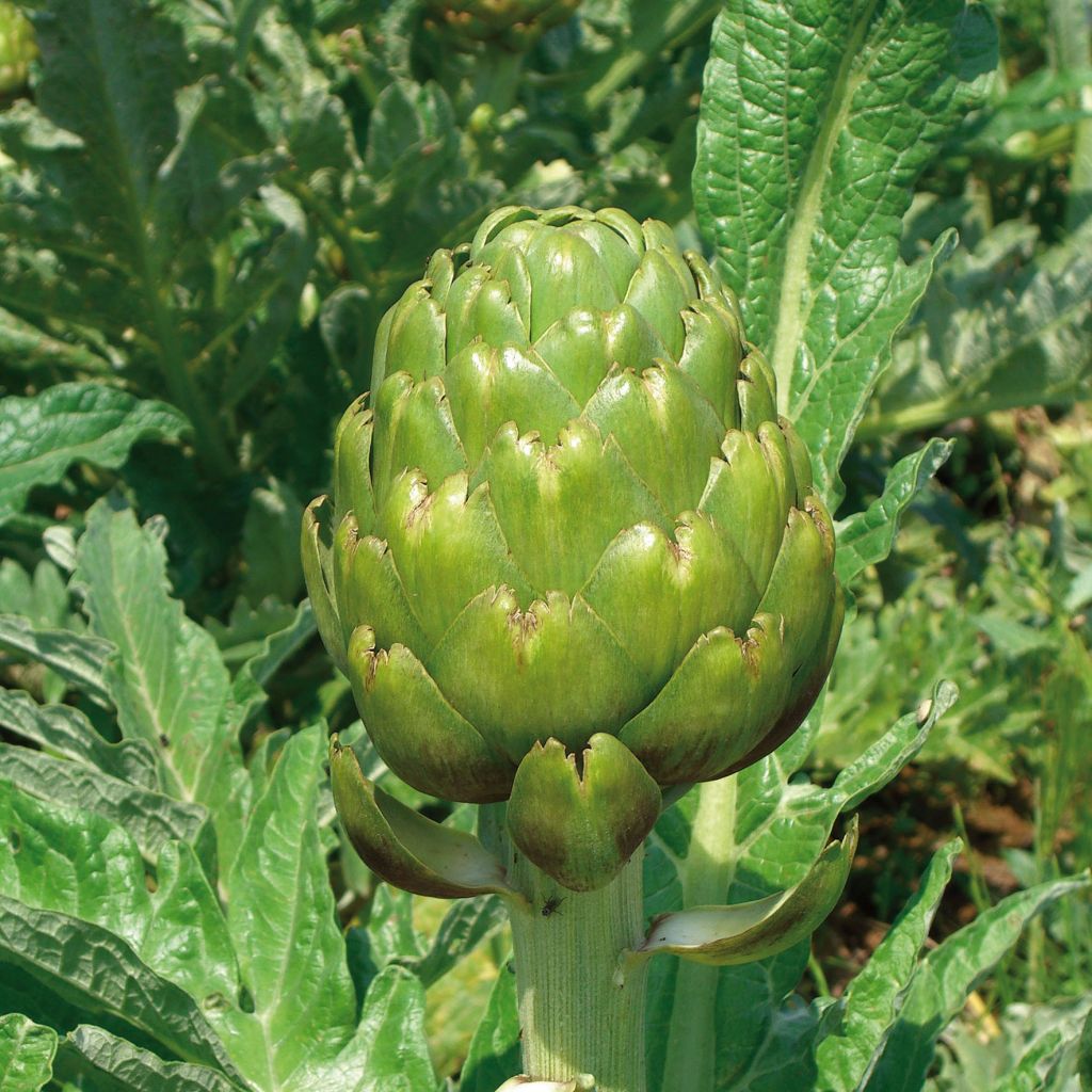 Artichaut Imperial Star - Cynara Scolymus