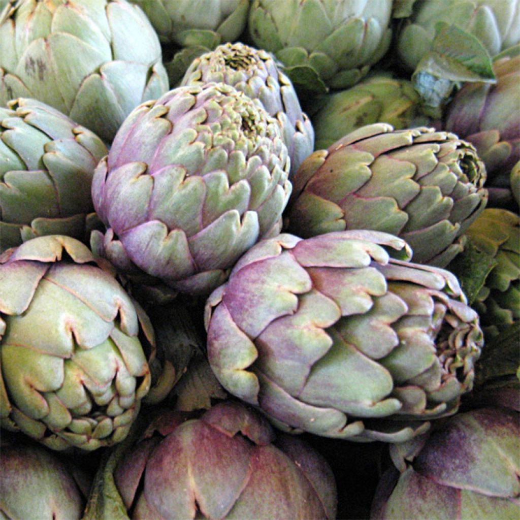 Artichaut Violet de Provence - Cynara scolymus 