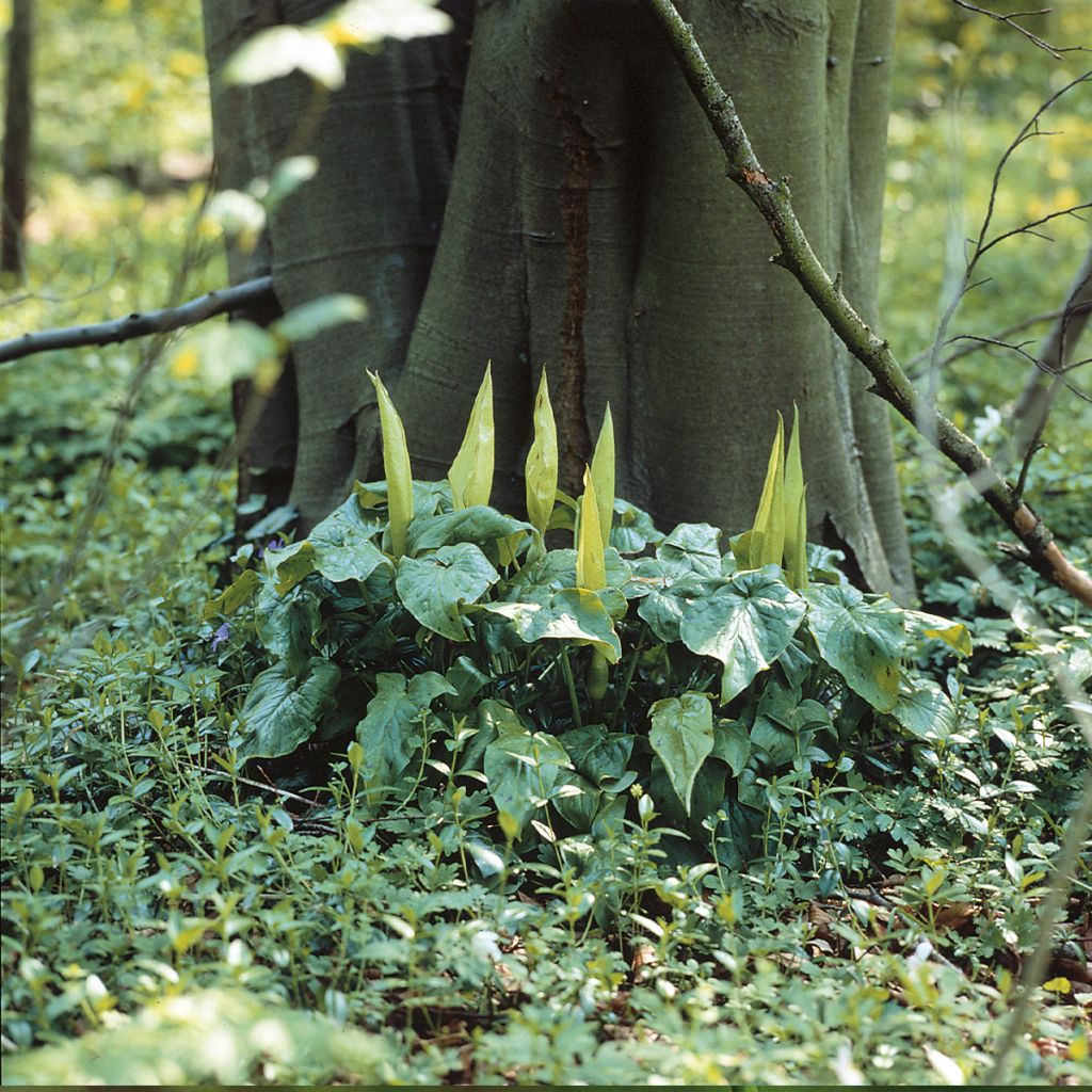Arum maculatum - Arum ou Gouet tacheté 