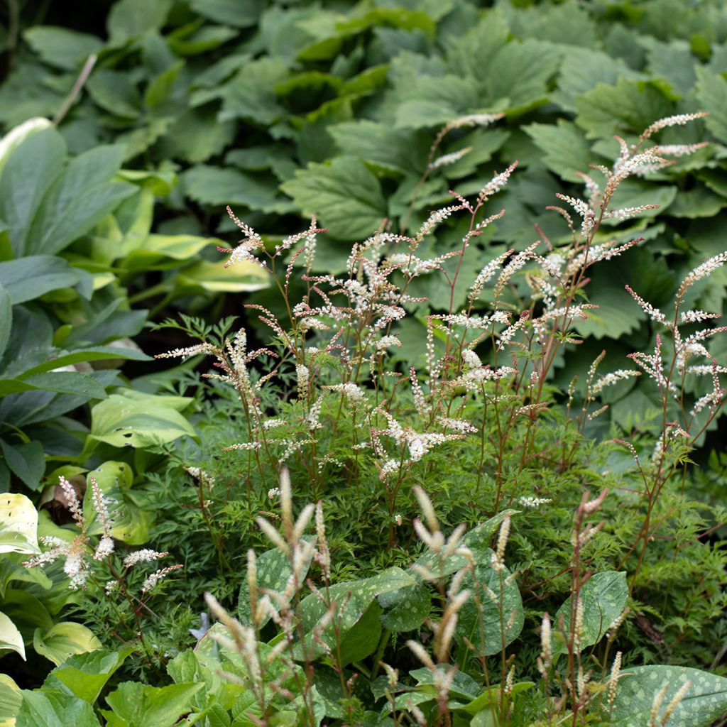 Aruncus aethusifolius - Barbe de Bouc naine