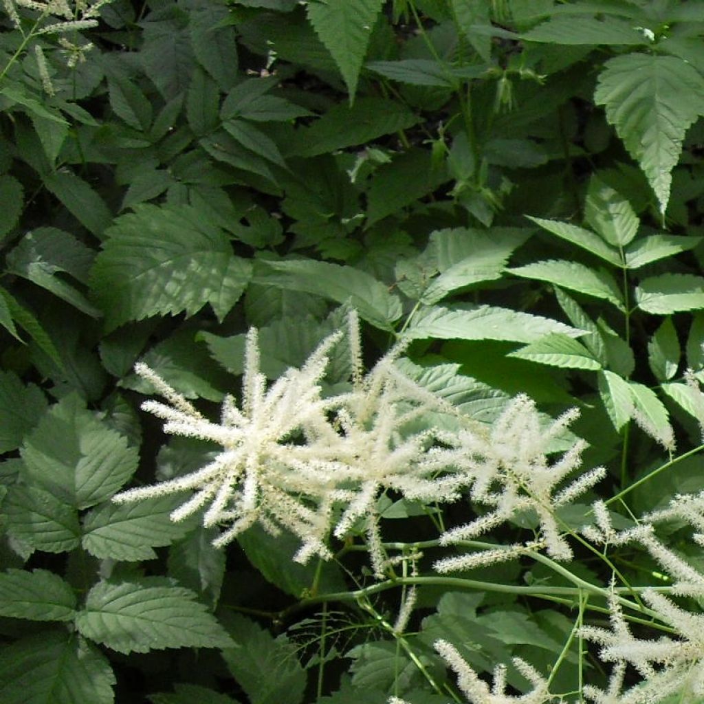 Aruncus diocus var. kamtschaticus, Barbe de Bouc