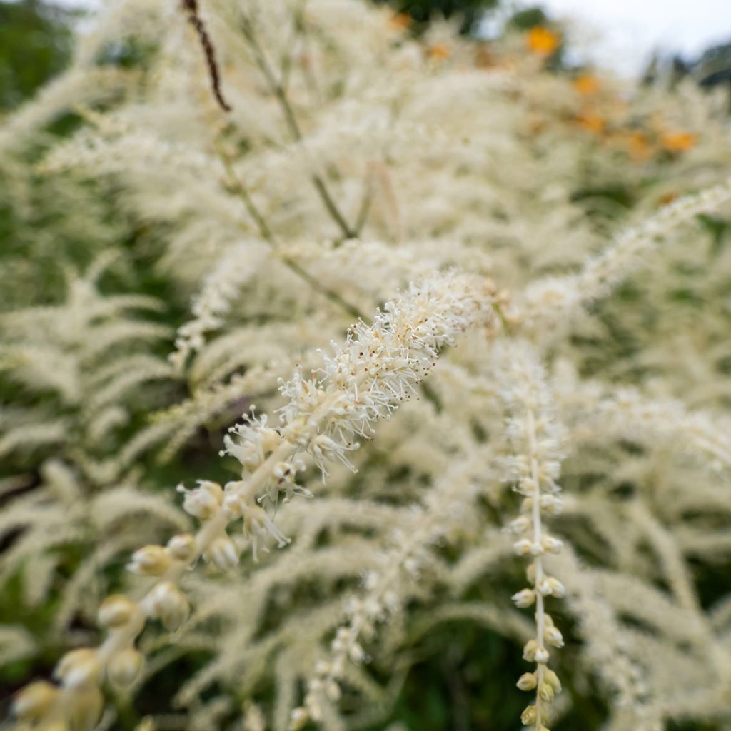 Aruncus dioïcus Kneiffii - Barbe de Bouc