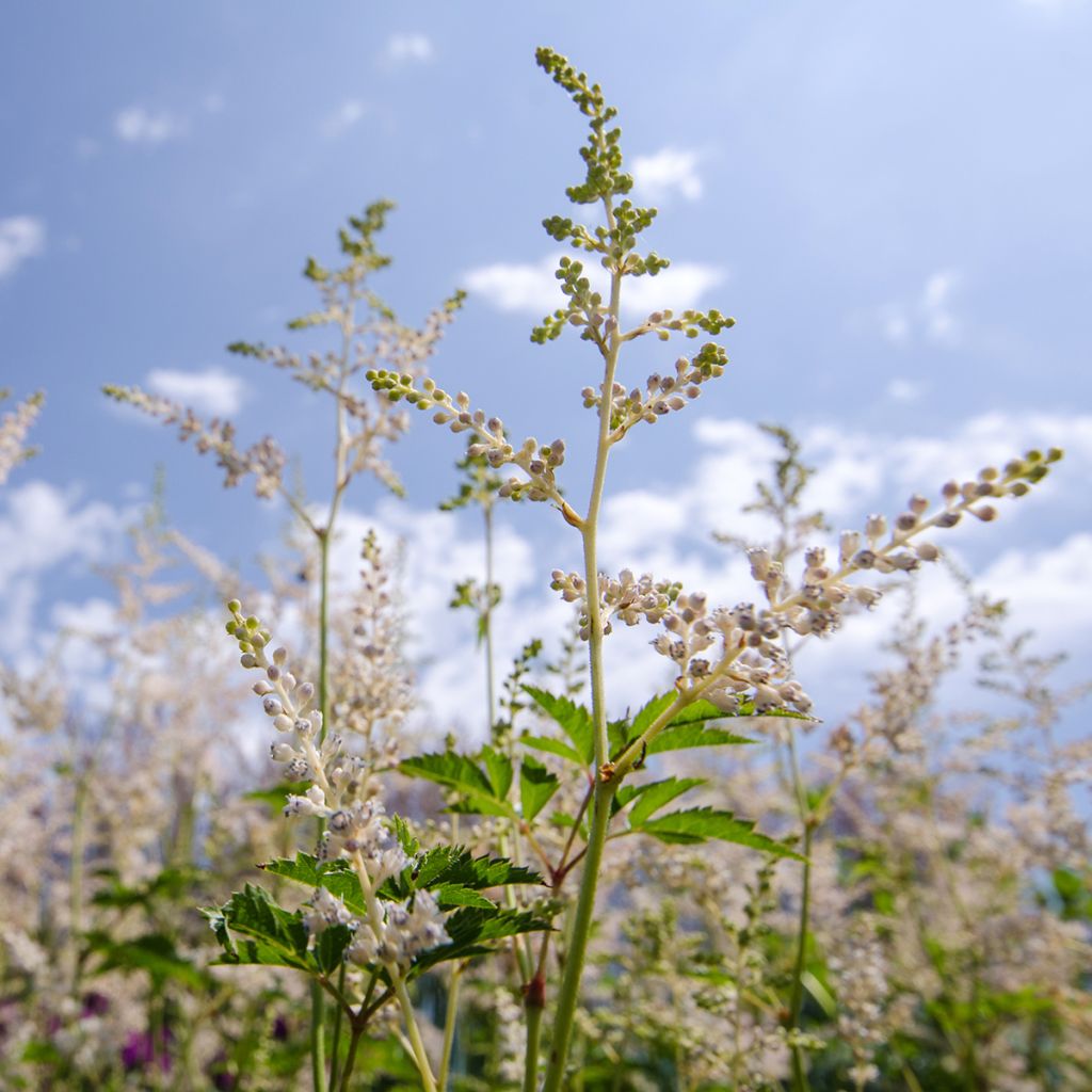 Aruncus hybride Misty Lace - Barbe de bouc