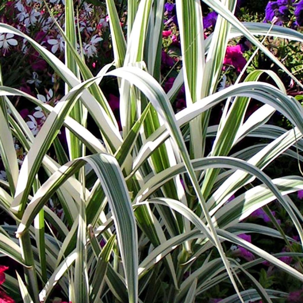 Arundo donax Versicolor - Canne de Provence