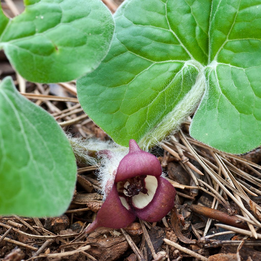 Asarum canadense - Asaret