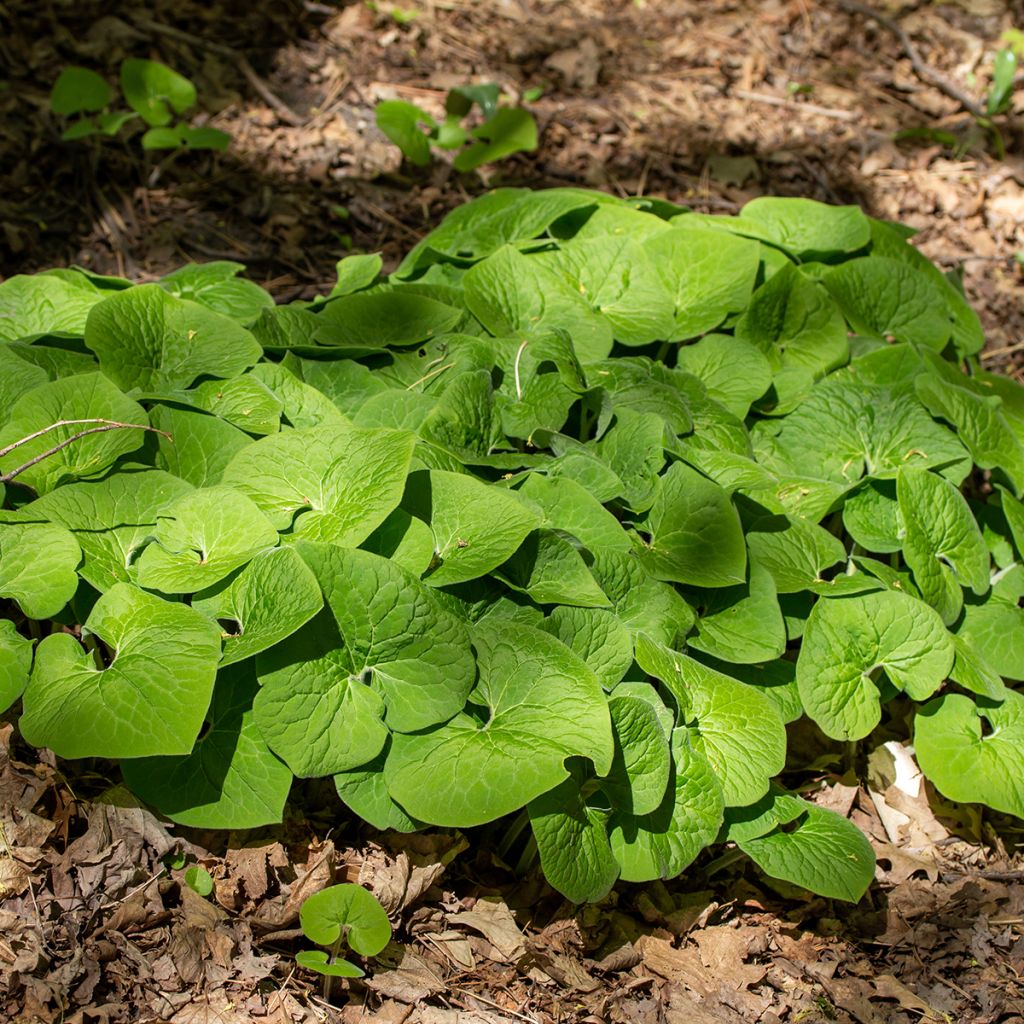 Asarum canadense - Asaret