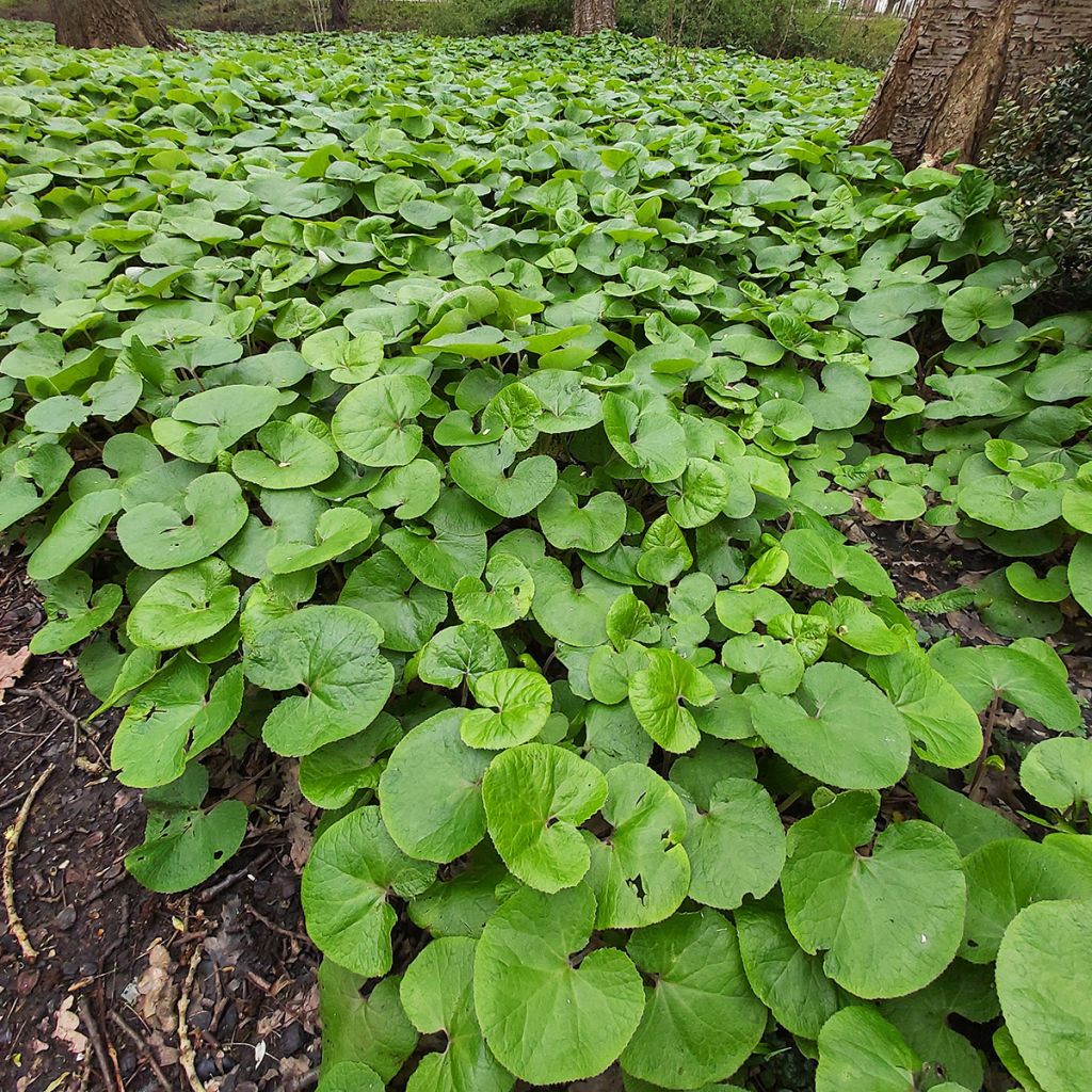 Asarum canadense - Asaret