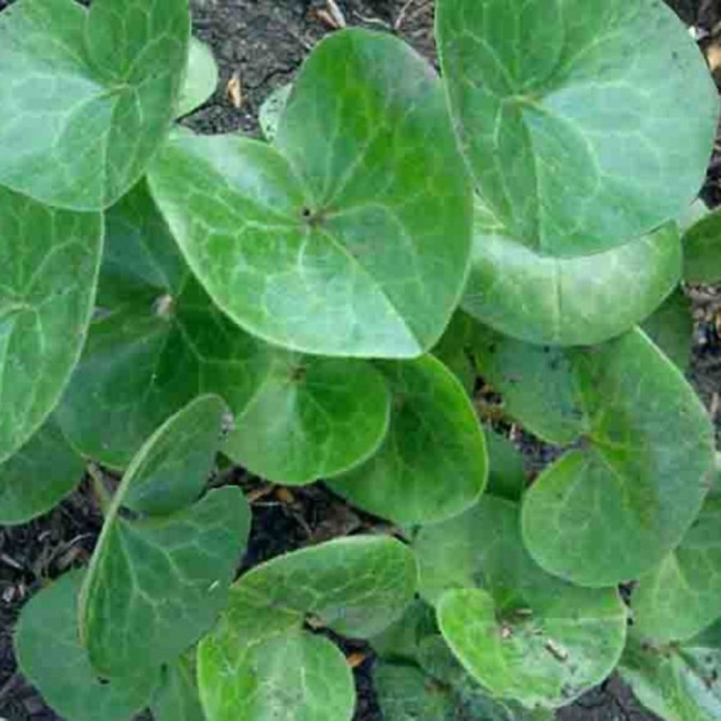 Asarum europaeum - Asaret d'Europe