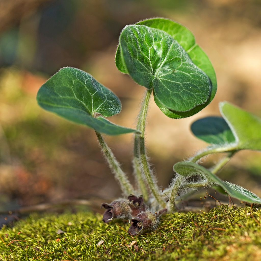 Asarum europaeum - Asaret d'Europe