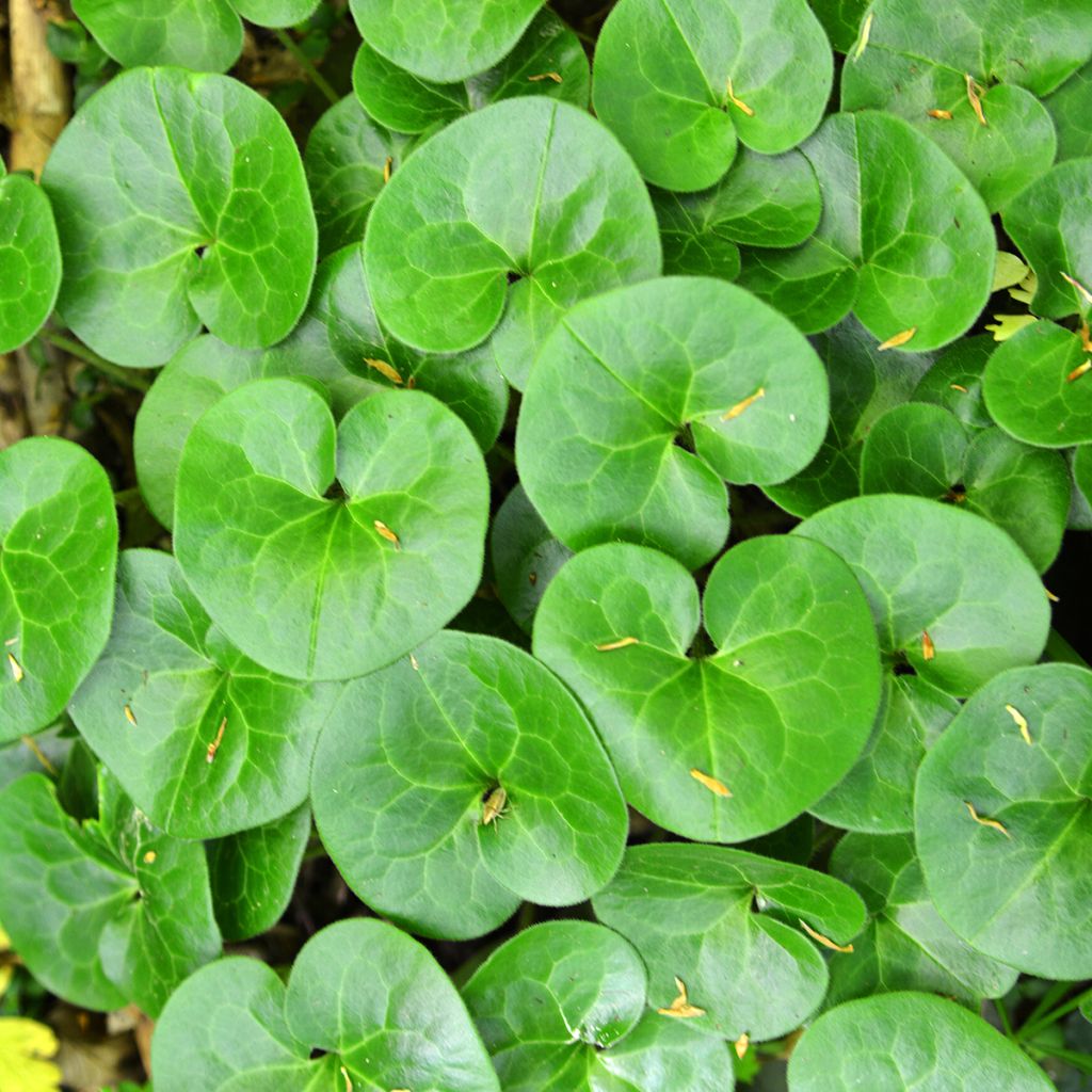 Asarum europaeum - Asaret d'Europe