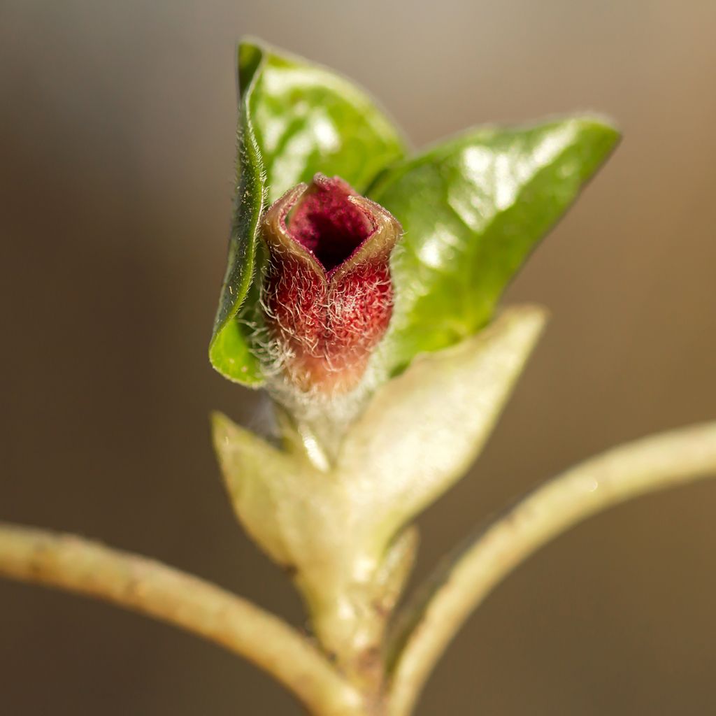 Asarum europaeum - Asaret d'Europe