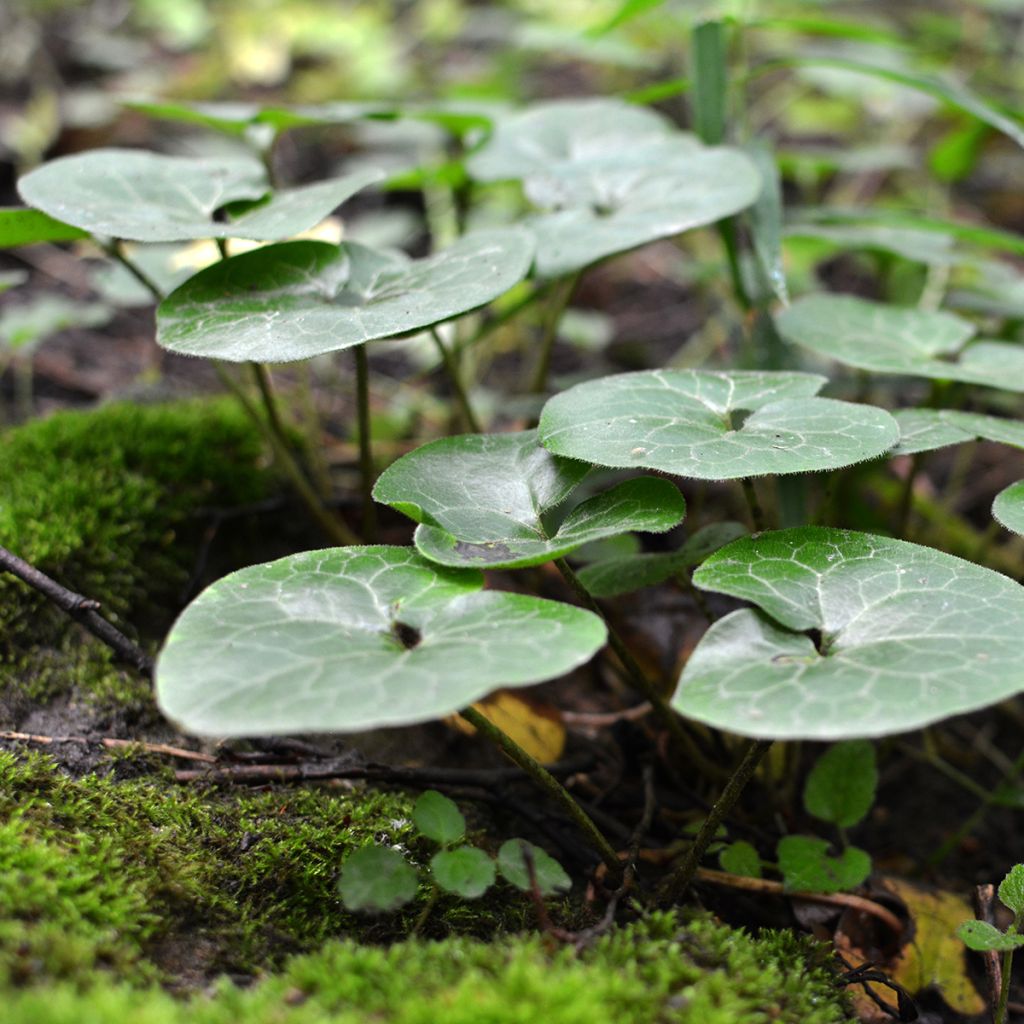 Asarum europaeum - Asaret d'Europe