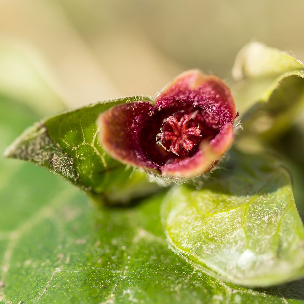 Asarum europaeum - Asaret d'Europe