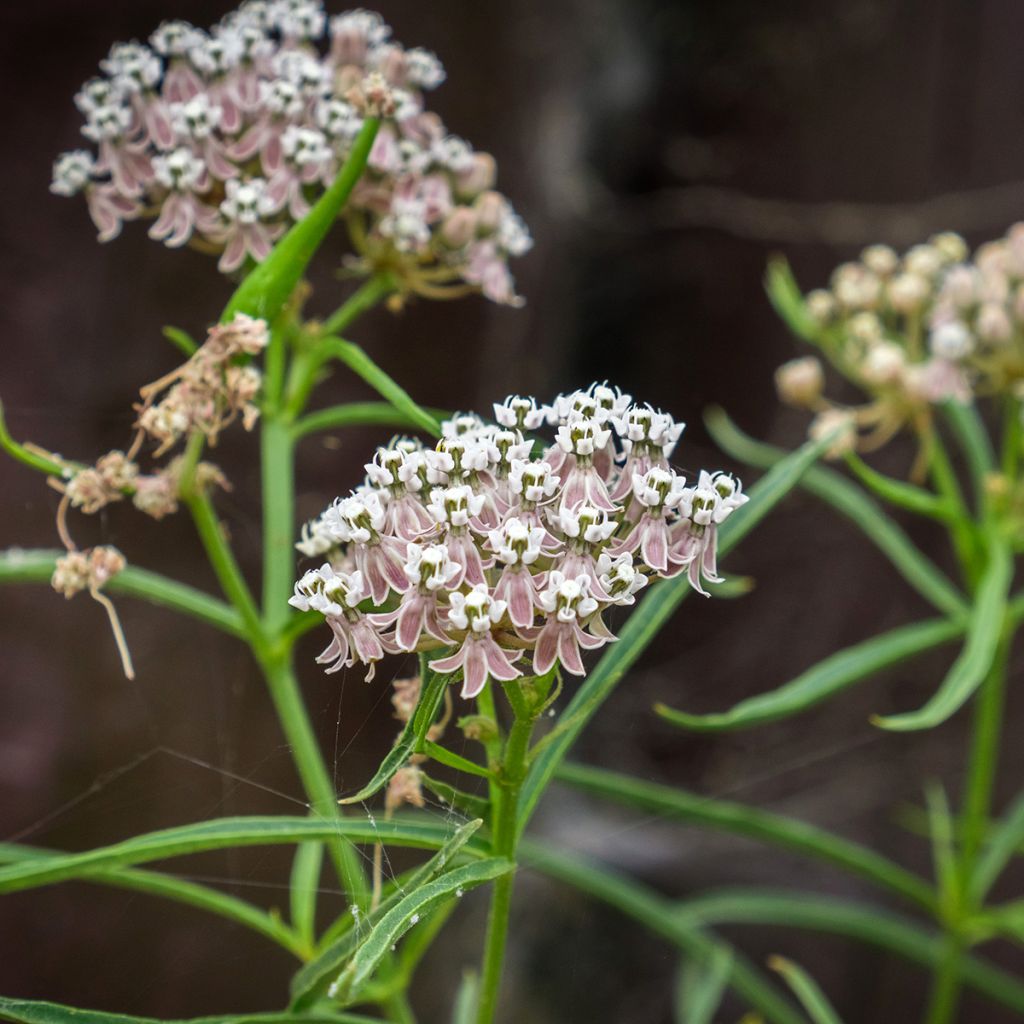 Asclépiade, Asclepias fascicularis