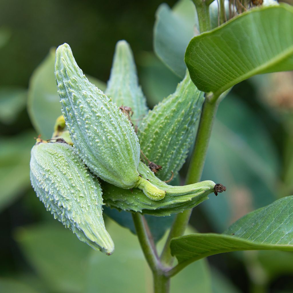 Asclépiade, Asclepias speciosa