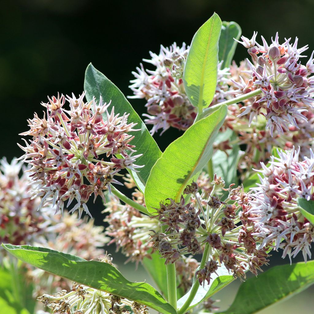 Asclépiade, Asclepias speciosa