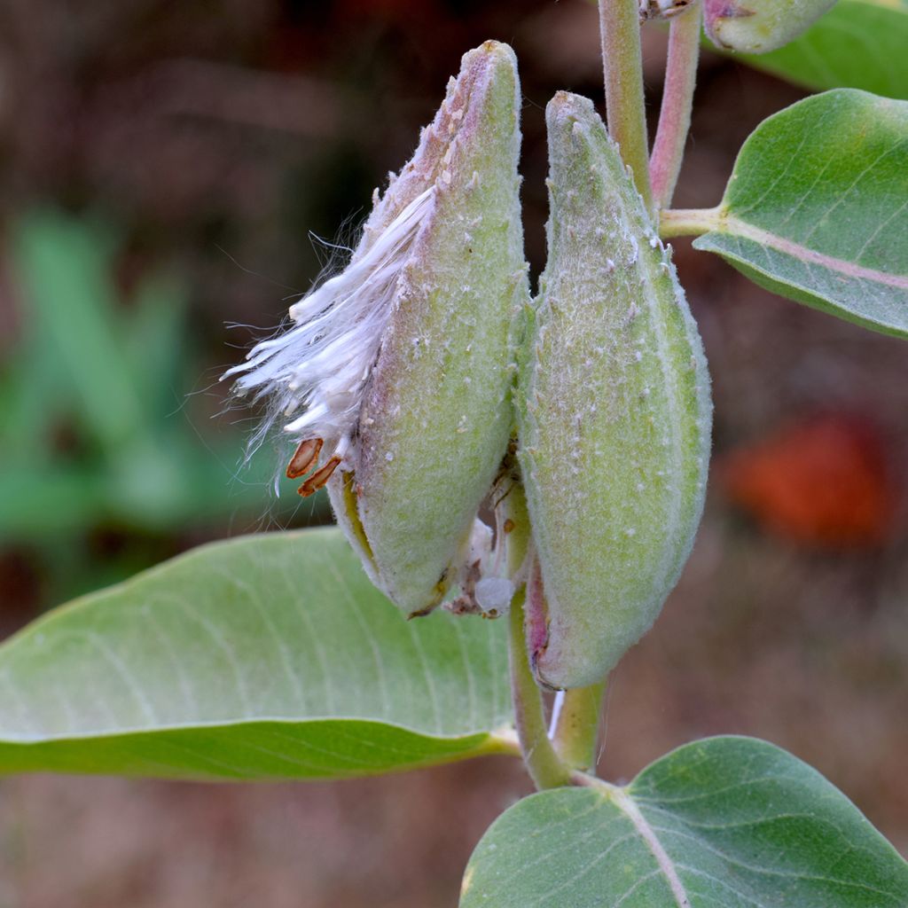 Asclépiade, Asclepias speciosa