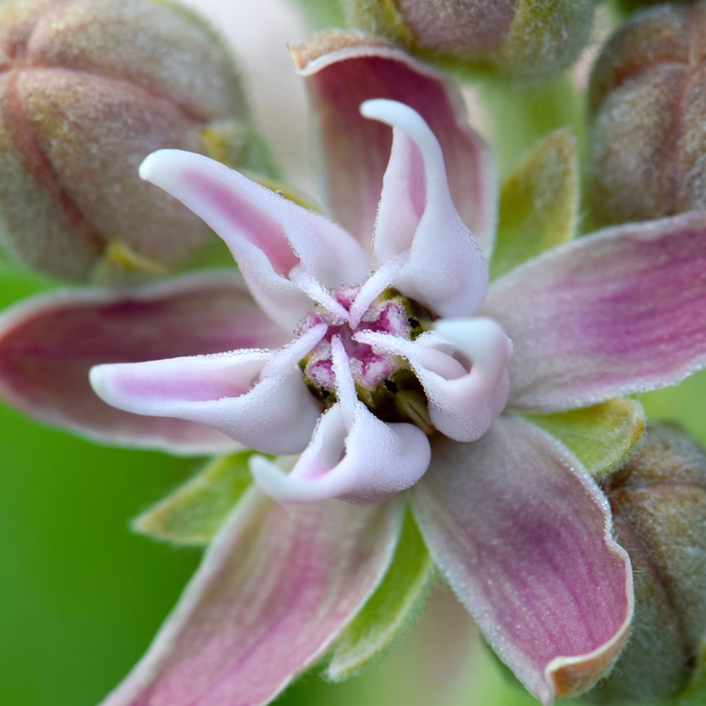 Asclépiade, Asclepias speciosa