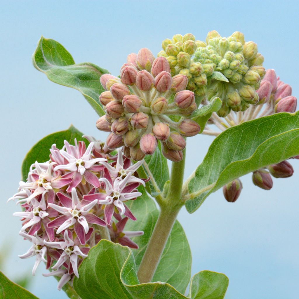 Asclépiade, Asclepias speciosa