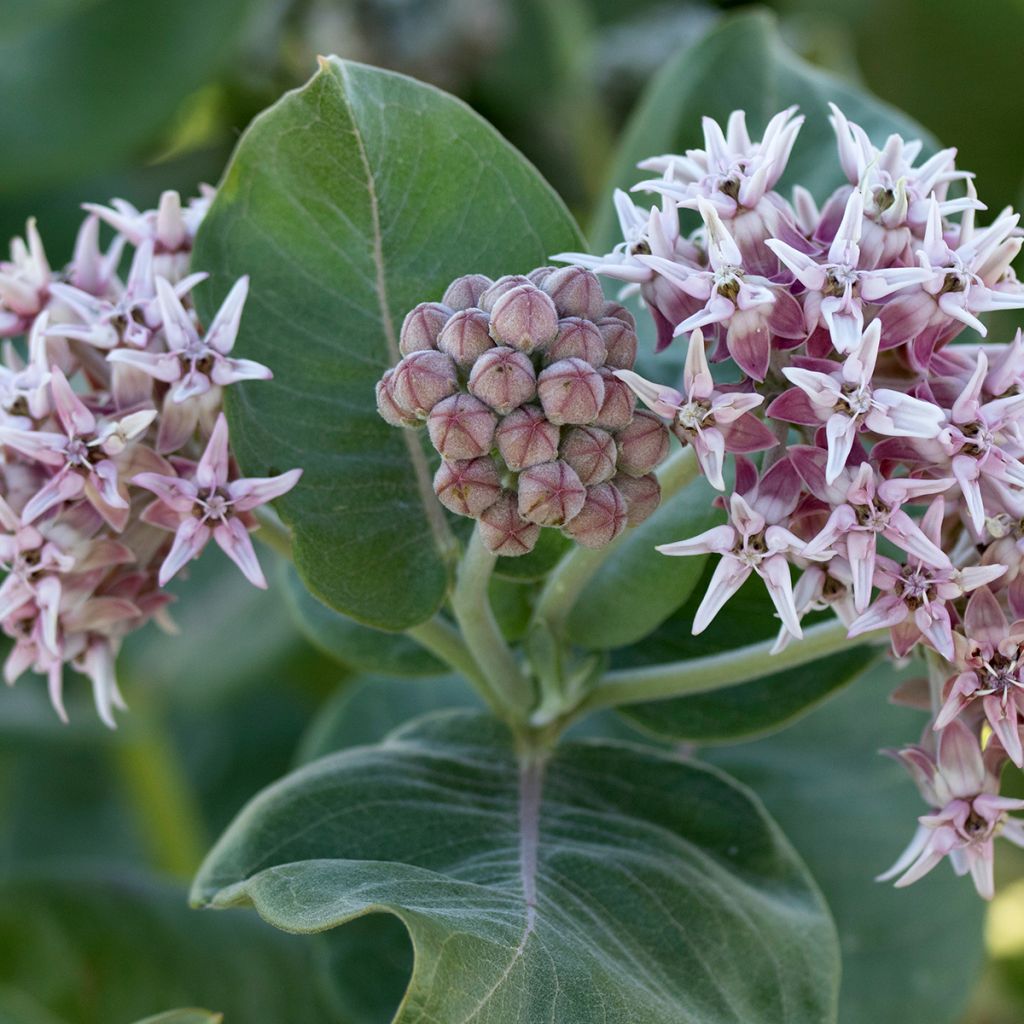 Asclépiade, Asclepias speciosa