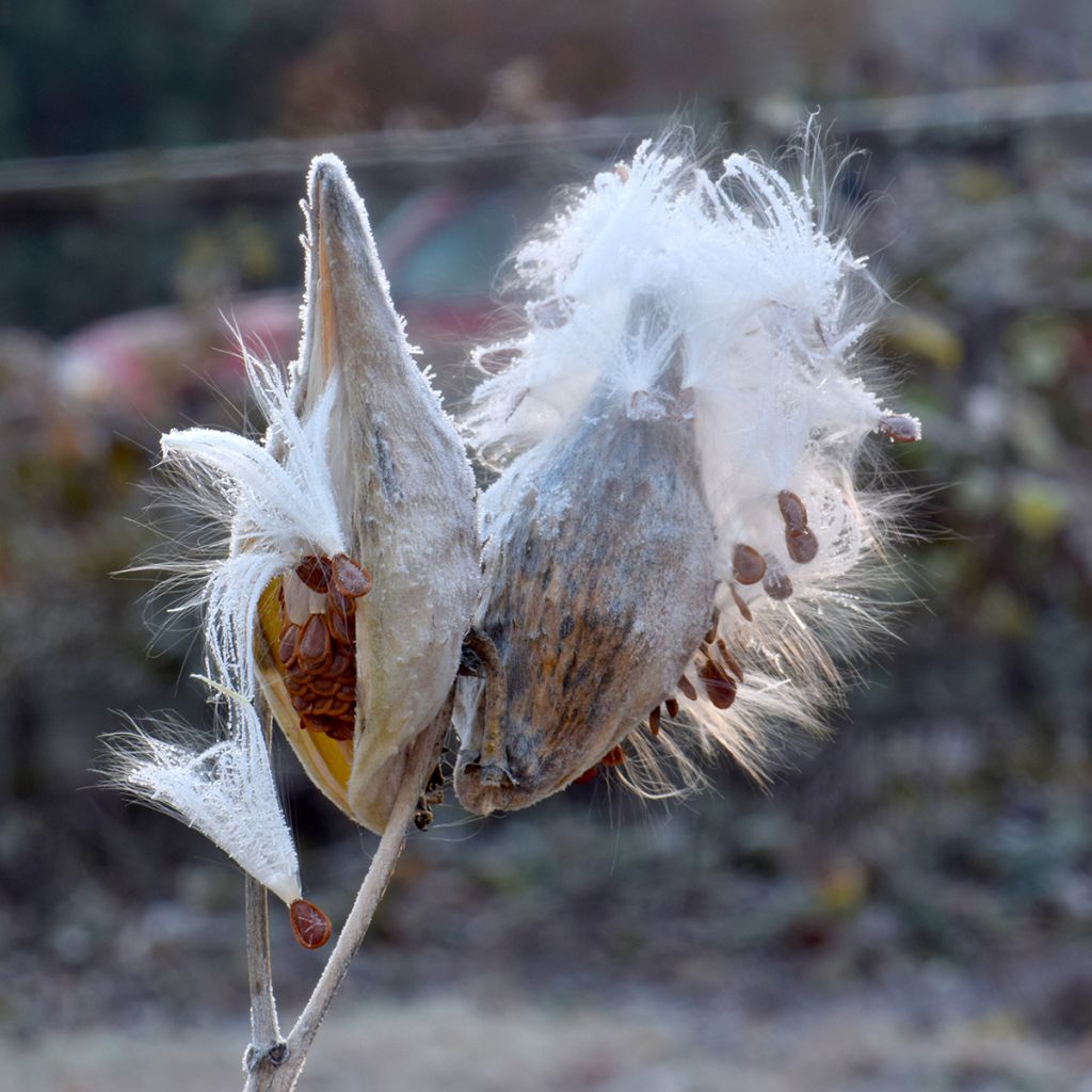 Asclépiade, Asclepias speciosa