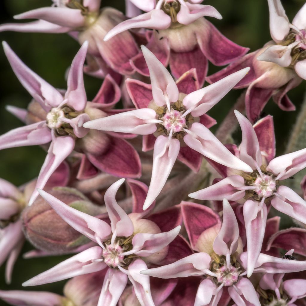 Asclépiade, Asclepias speciosa