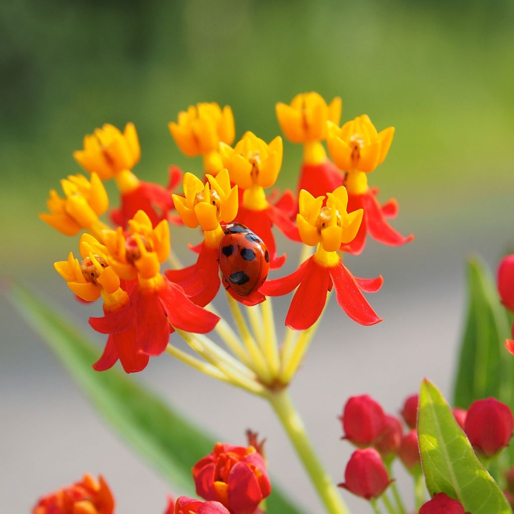 Asclépiade de Curaçao, Asclepias curassavica