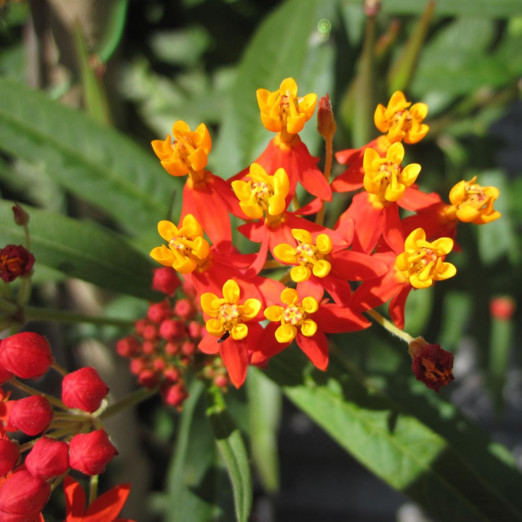 Asclépiade, Asclepias curassavica