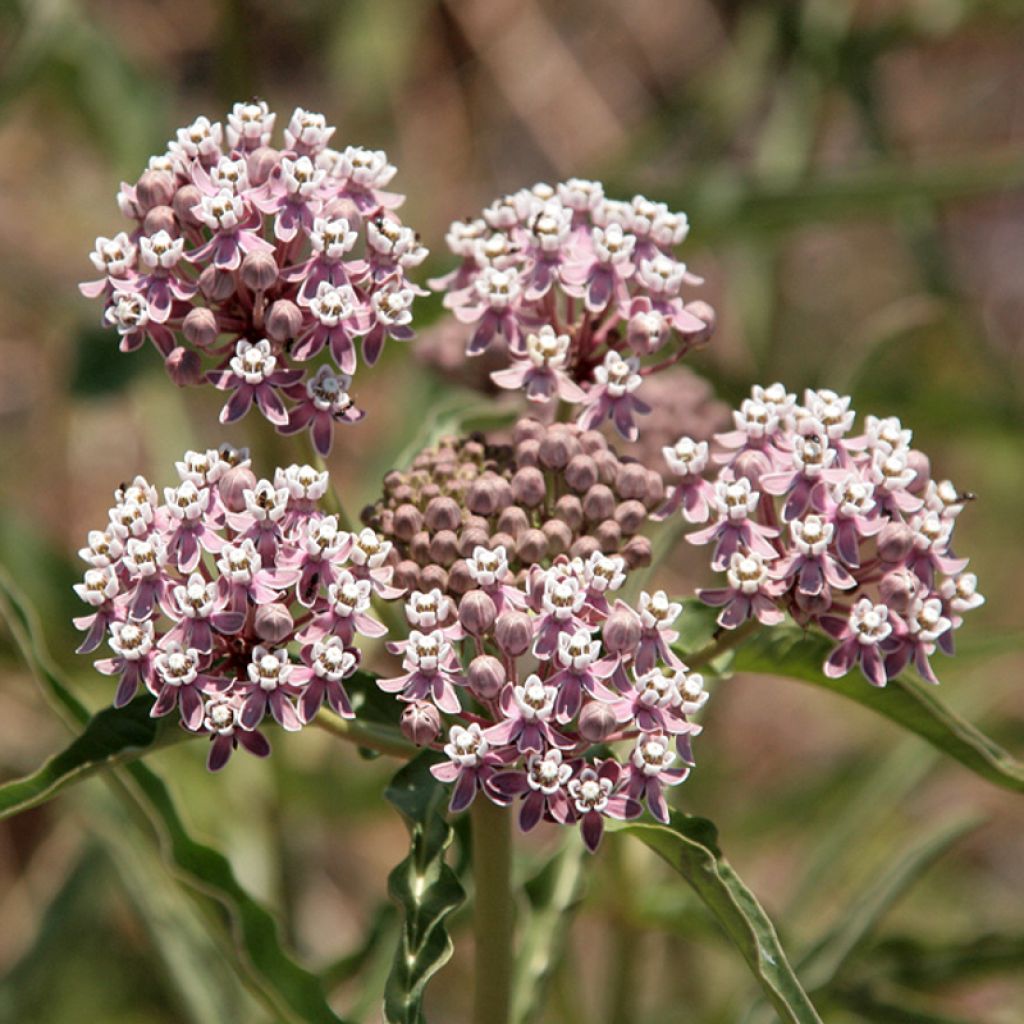 Asclépiade, Asclepias fascicularis