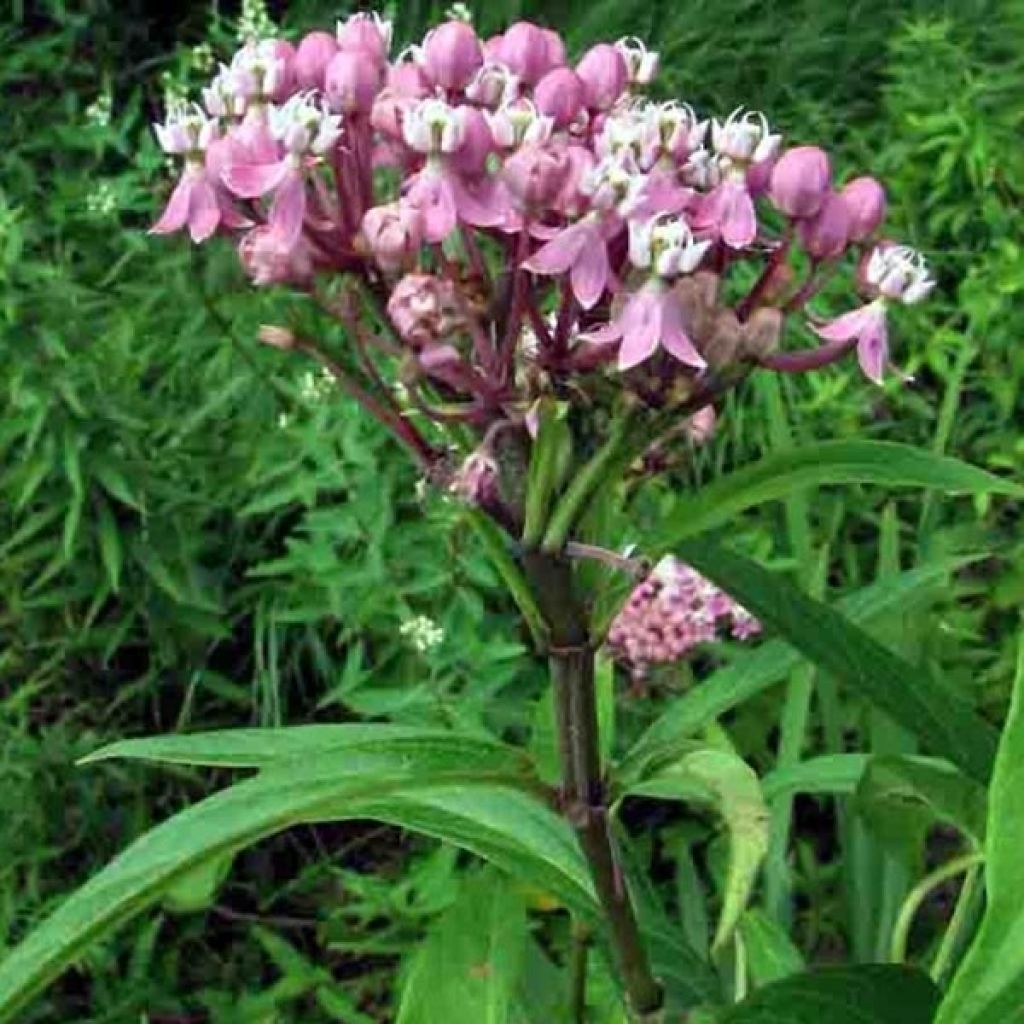 Asclepias incarnata - Asclépiade