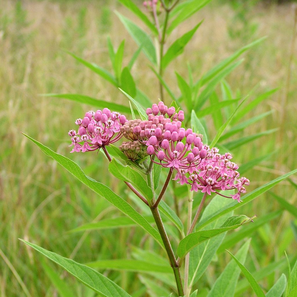 Asclepias incarnata - Asclépiade