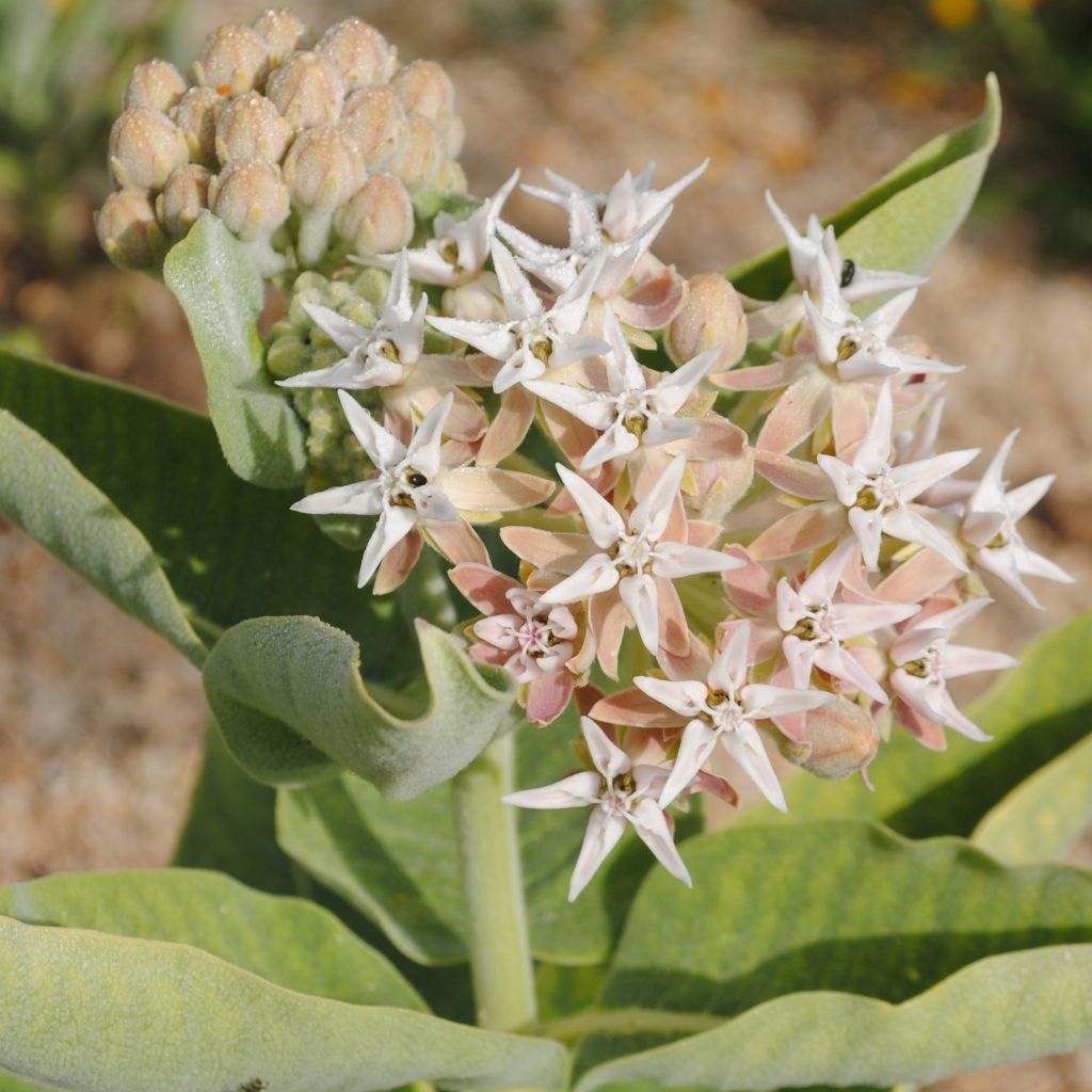 Asclépiade, Asclepias speciosa