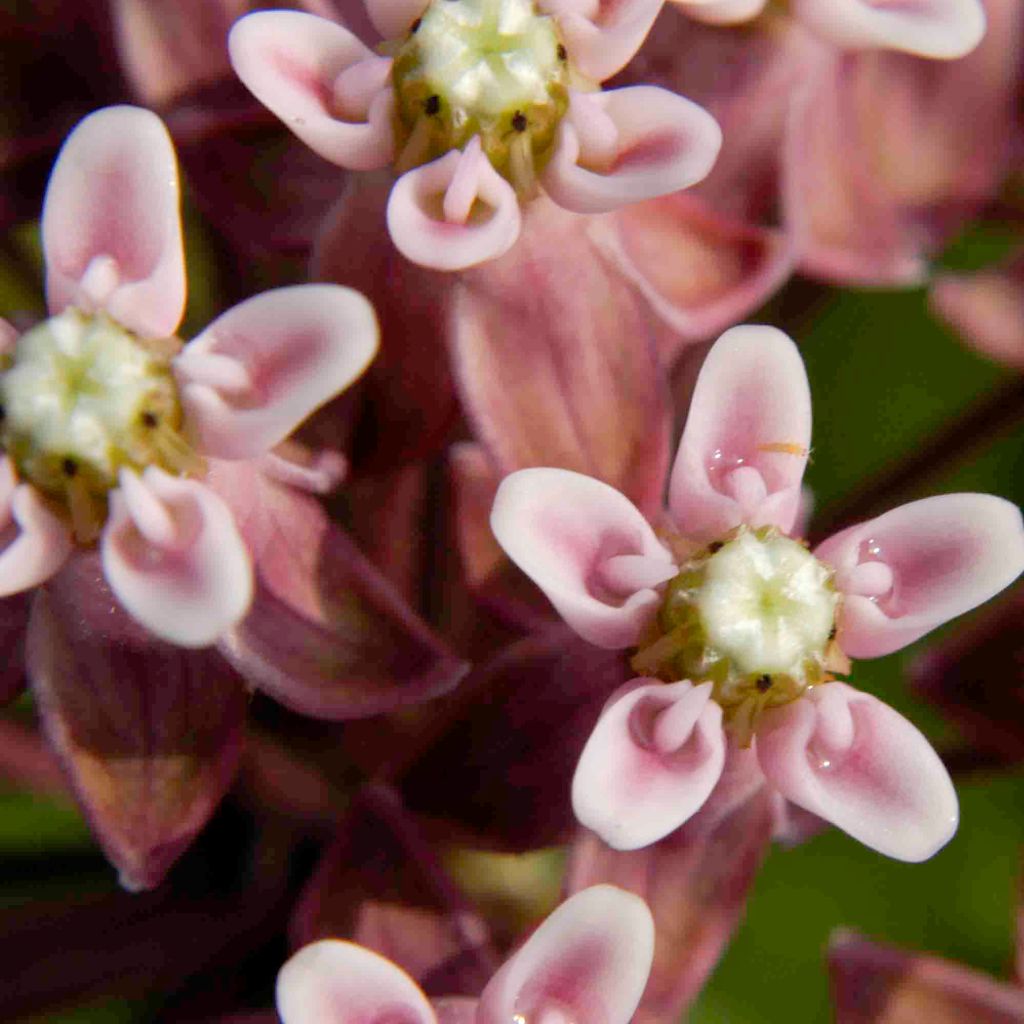 Asclépiade, Asclepias sullivantii