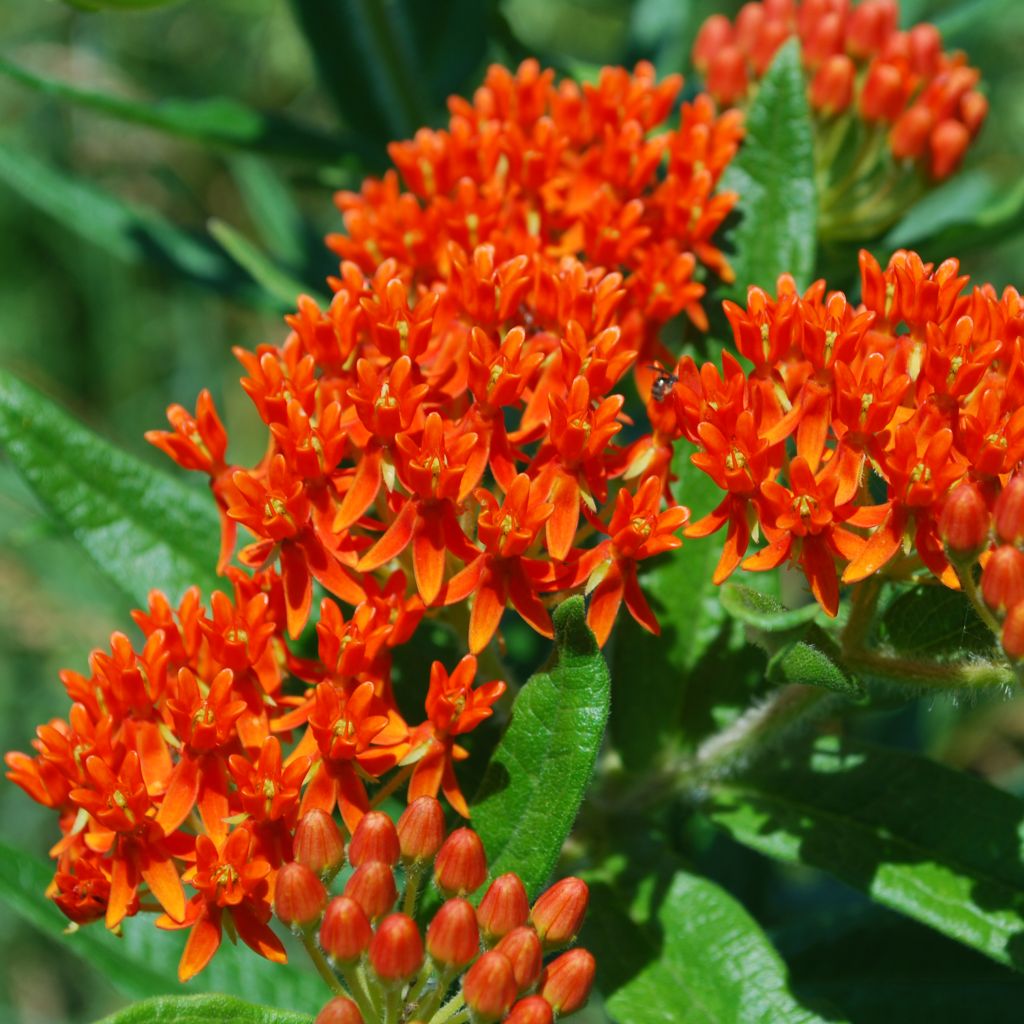 Asclepias tuberosa - Asclépiade tubéreuse