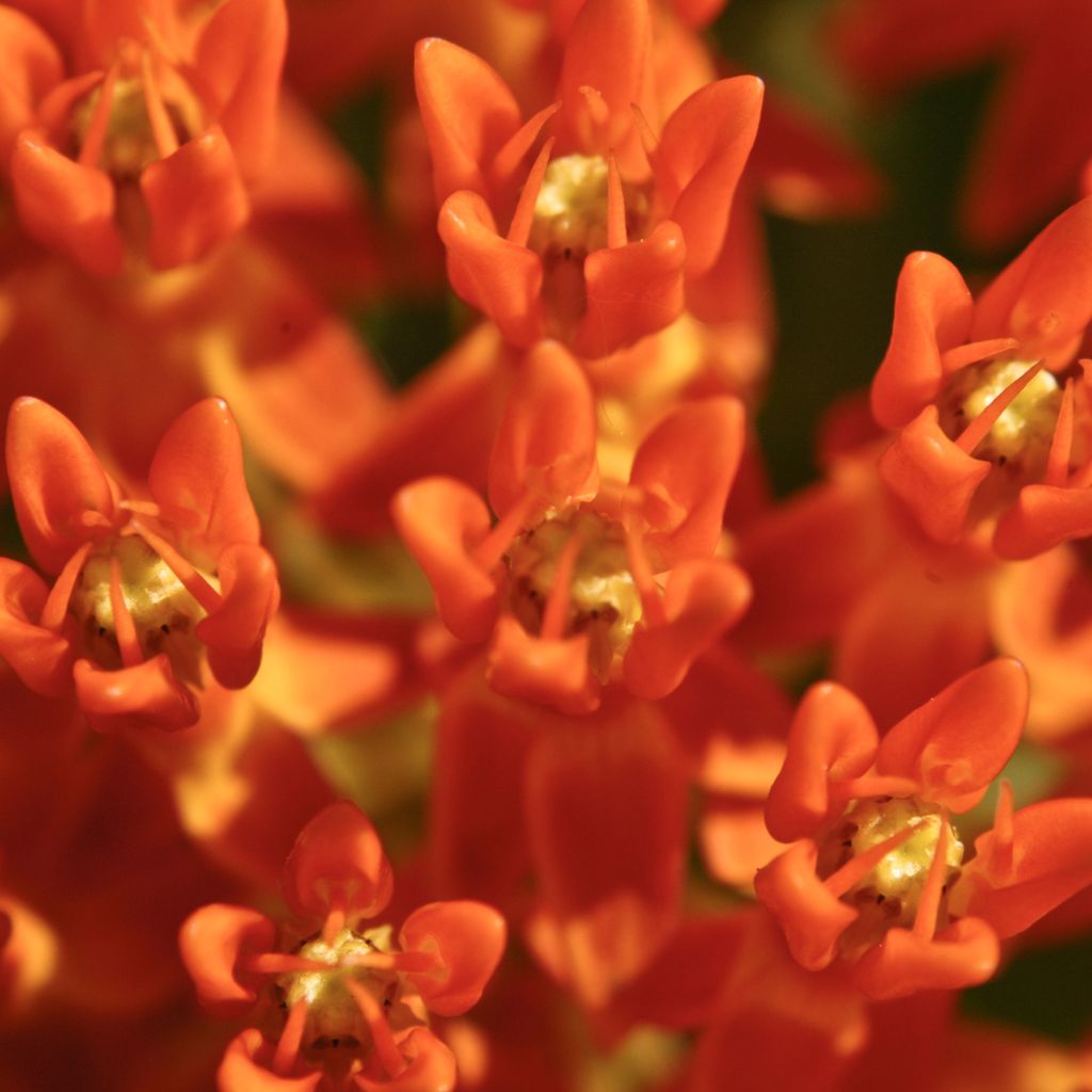 Asclepias tuberosa - Asclépiade tubéreuse