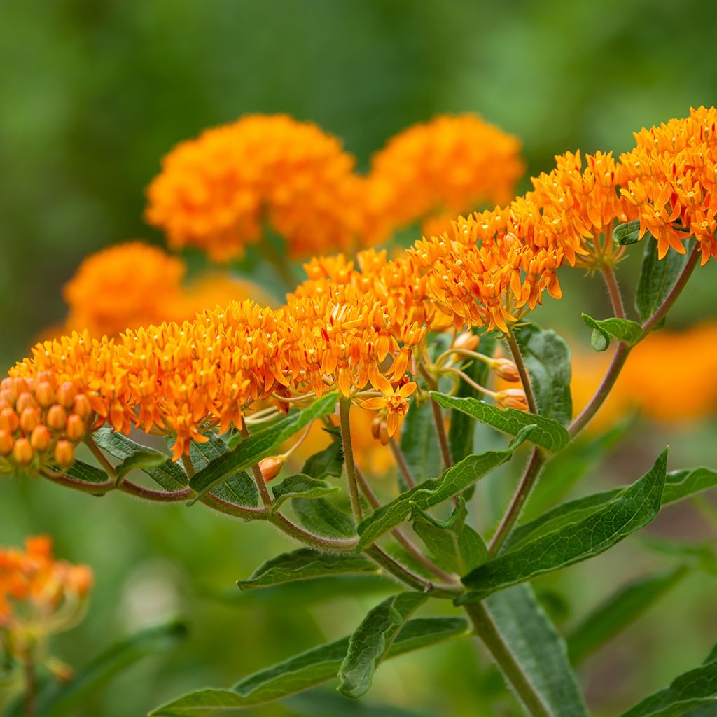 Asclepias tuberosa - Asclépiade tubéreuse