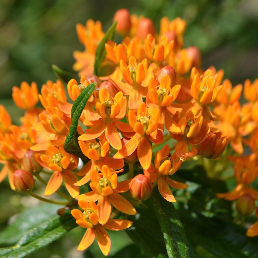 Asclepias tuberosa - Asclépiade tubéreuse