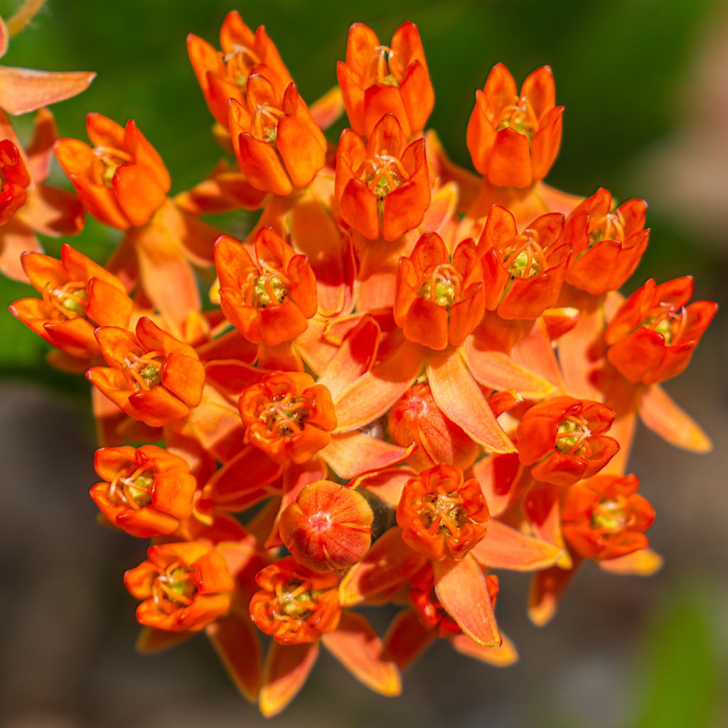 Asclepias tuberosa - Asclépiade tubéreuse