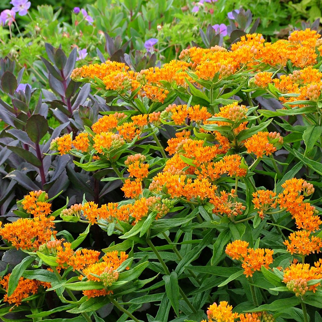 Asclepias tuberosa - Asclépiade tubéreuse