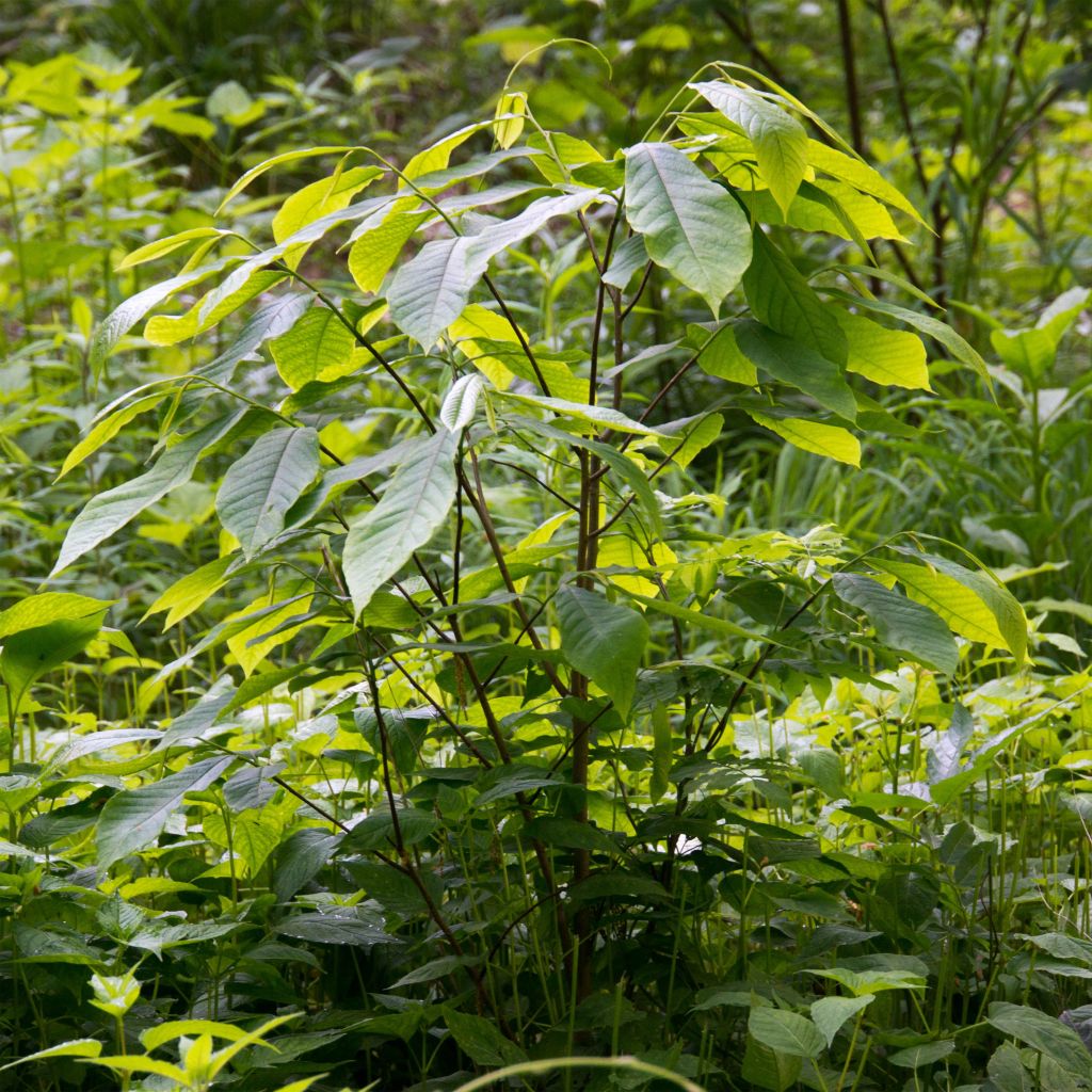 Asimina triloba - Pawpaw