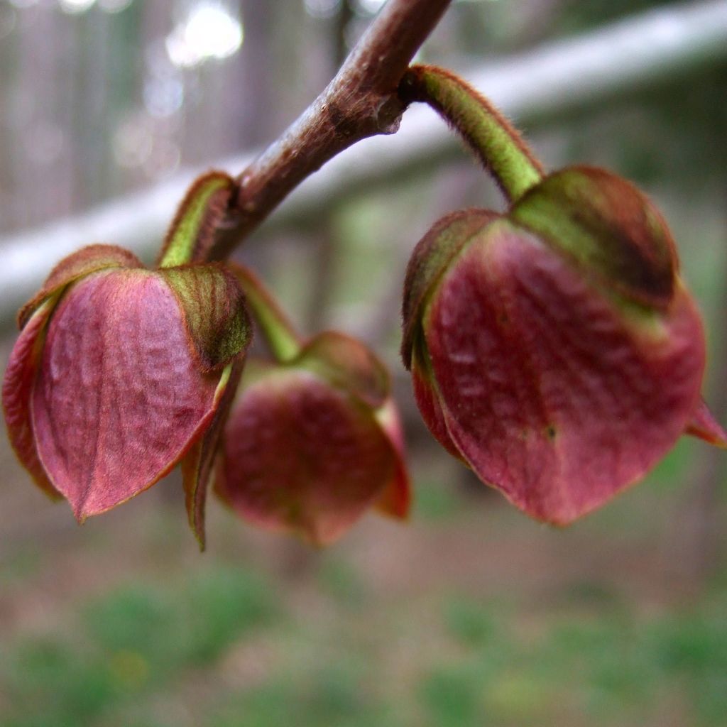 Asimina triloba - Pawpaw