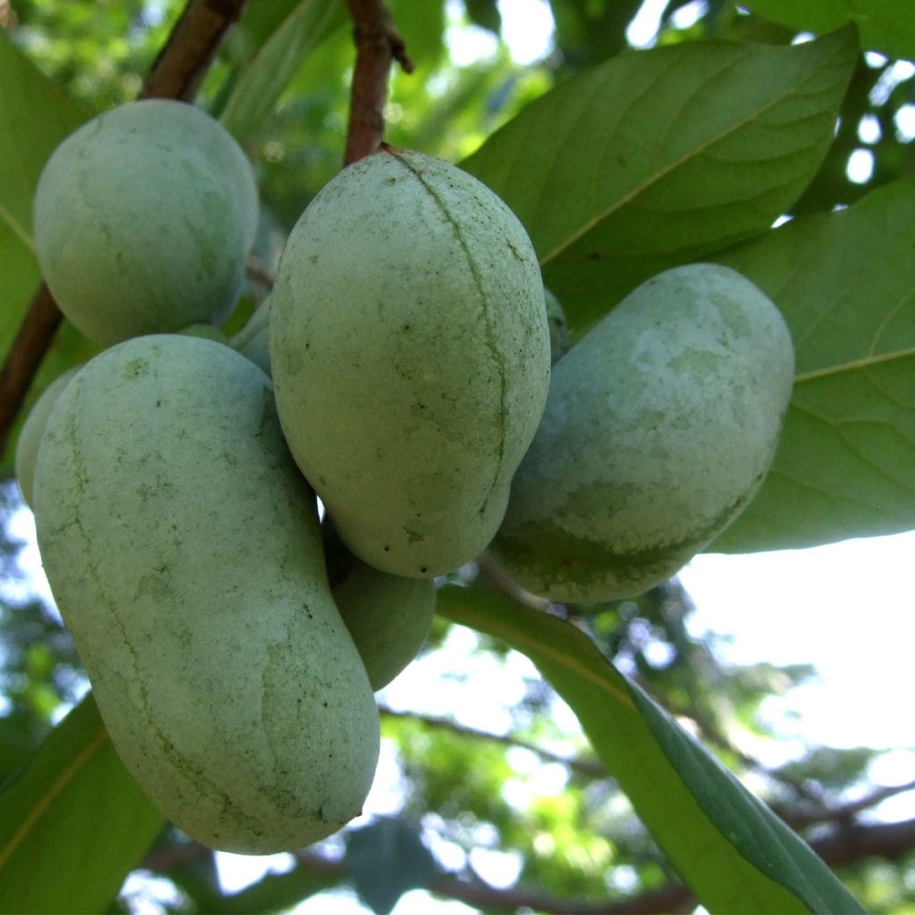 Asiminier, Pawpaw - Asimina triloba Overleese