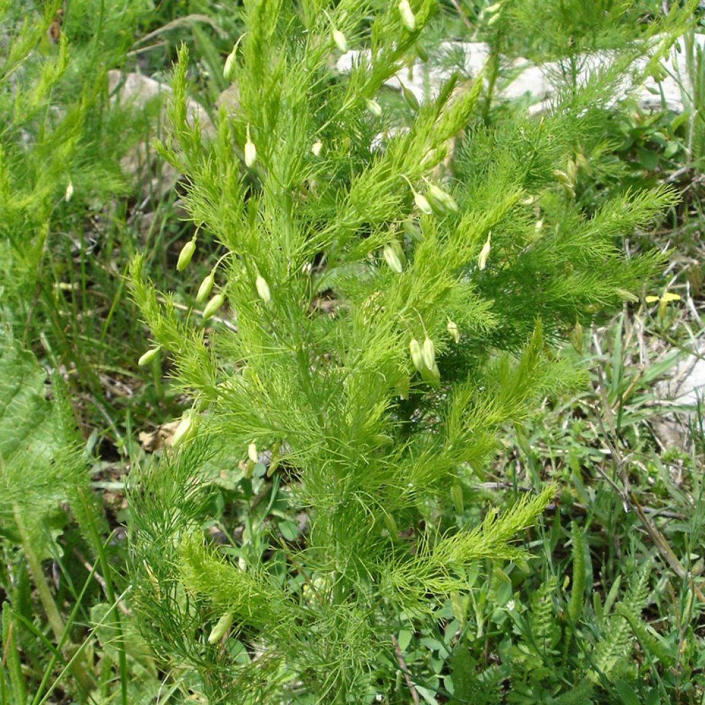 Asparagus pseudoscaber Spitzenschleier