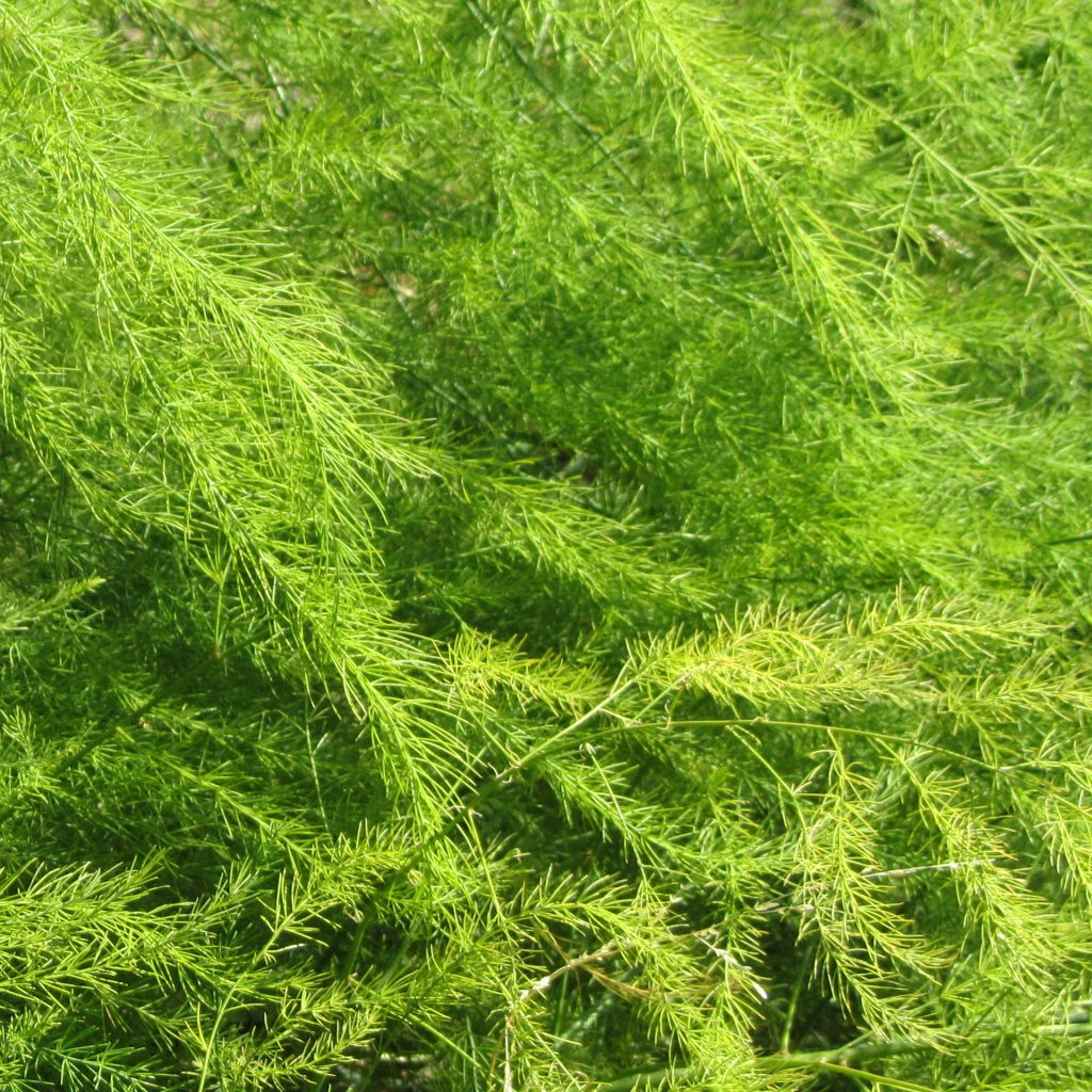 Asparagus pseudoscaber Spitzenschleier