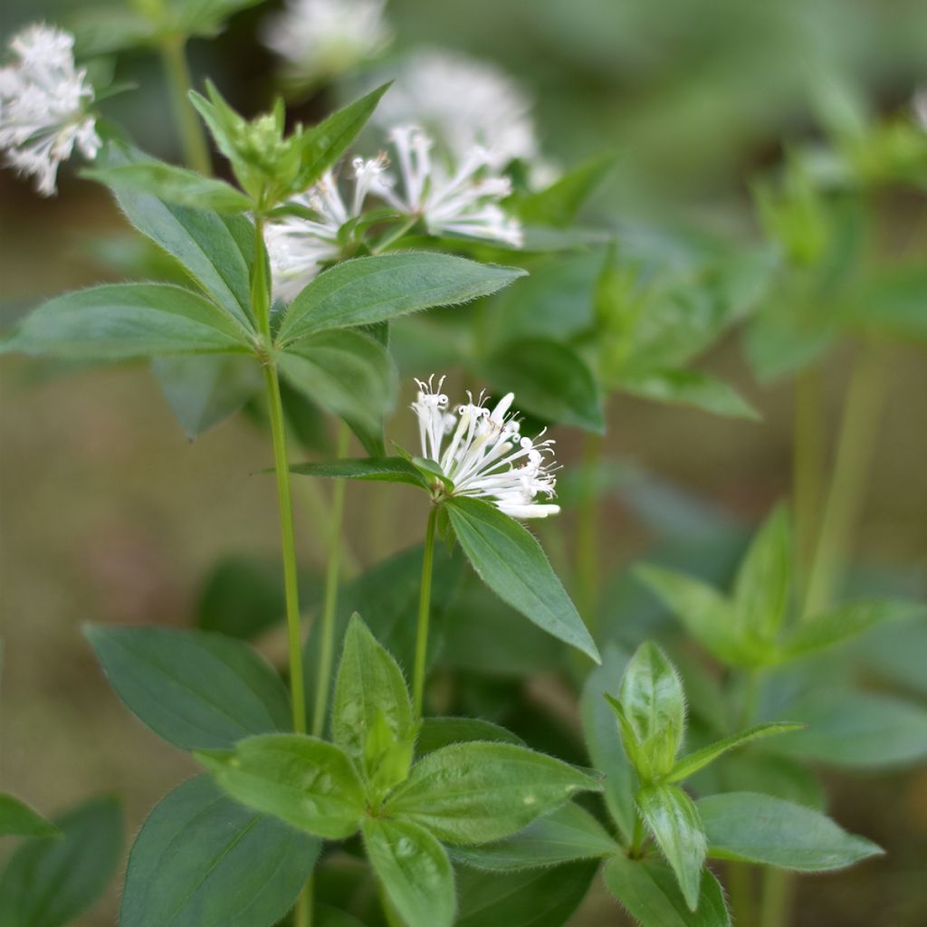 Asperula taurina - Aspérule de Turin