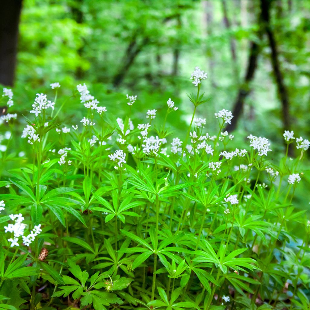 Aspérule odorante - Galium odoratum